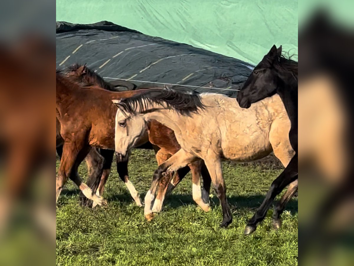 Barocco pinto Giumenta 1 Anno Pelle di daino in HamminkelnHamminkeln