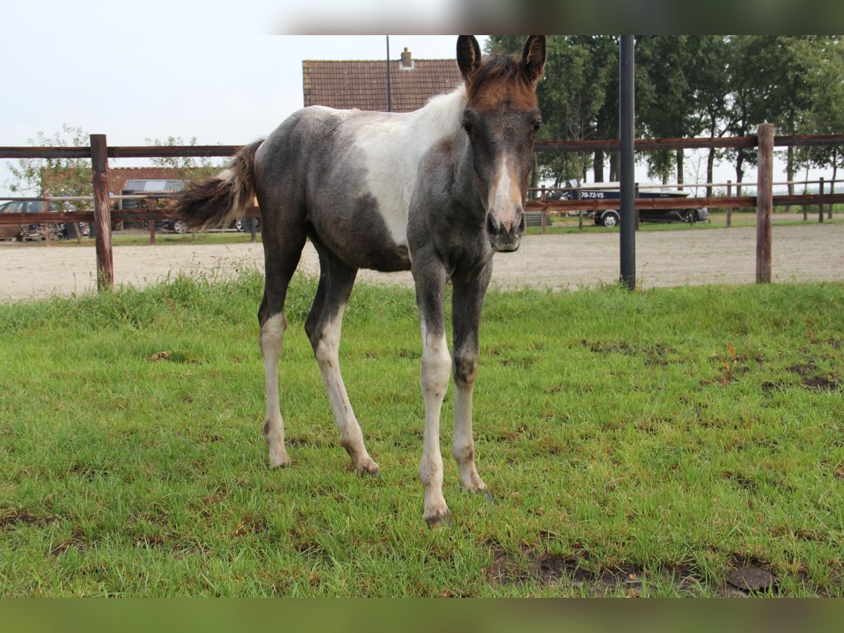 Barocco pinto Giumenta 1 Anno Può diventare grigio in Barger-Compascuum