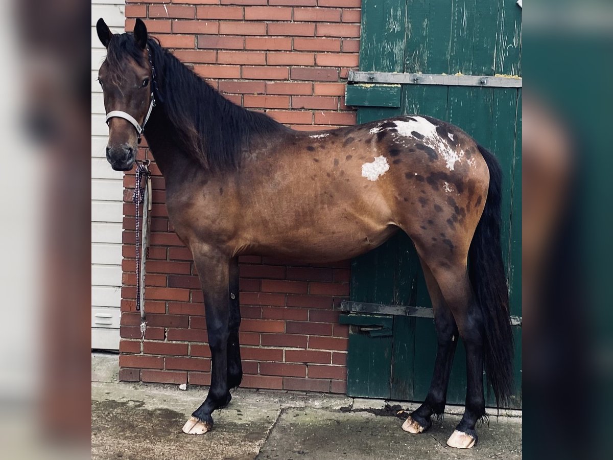 Barocco pinto Mix Giumenta 2 Anni 160 cm Leopard in Hespe