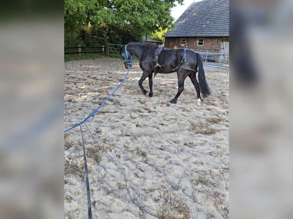 Barocco pinto Giumenta 3 Anni 157 cm Morello in Wesel