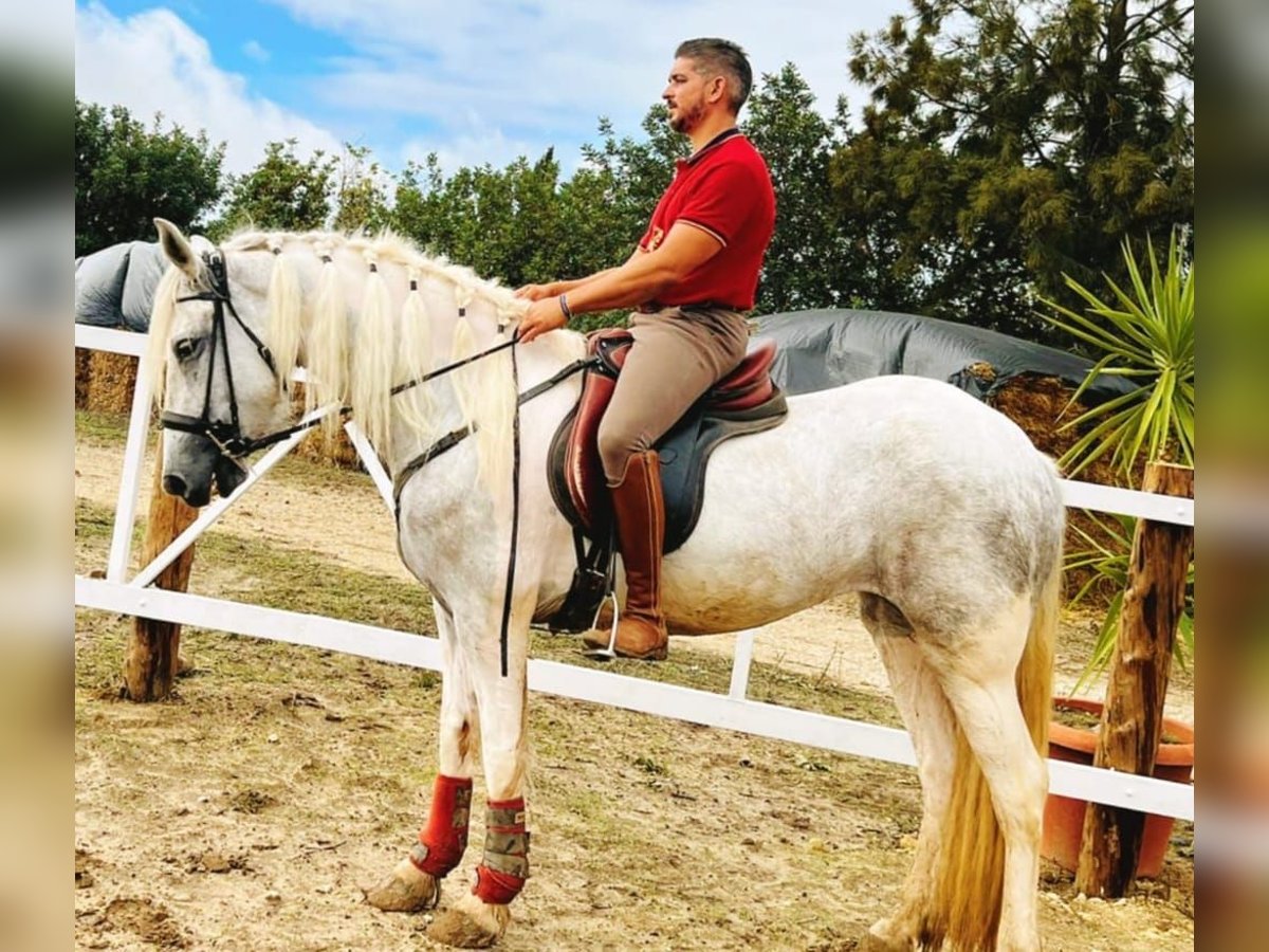 Barocco pinto Giumenta 4 Anni 159 cm Grigio in Chiclana de la Frontera