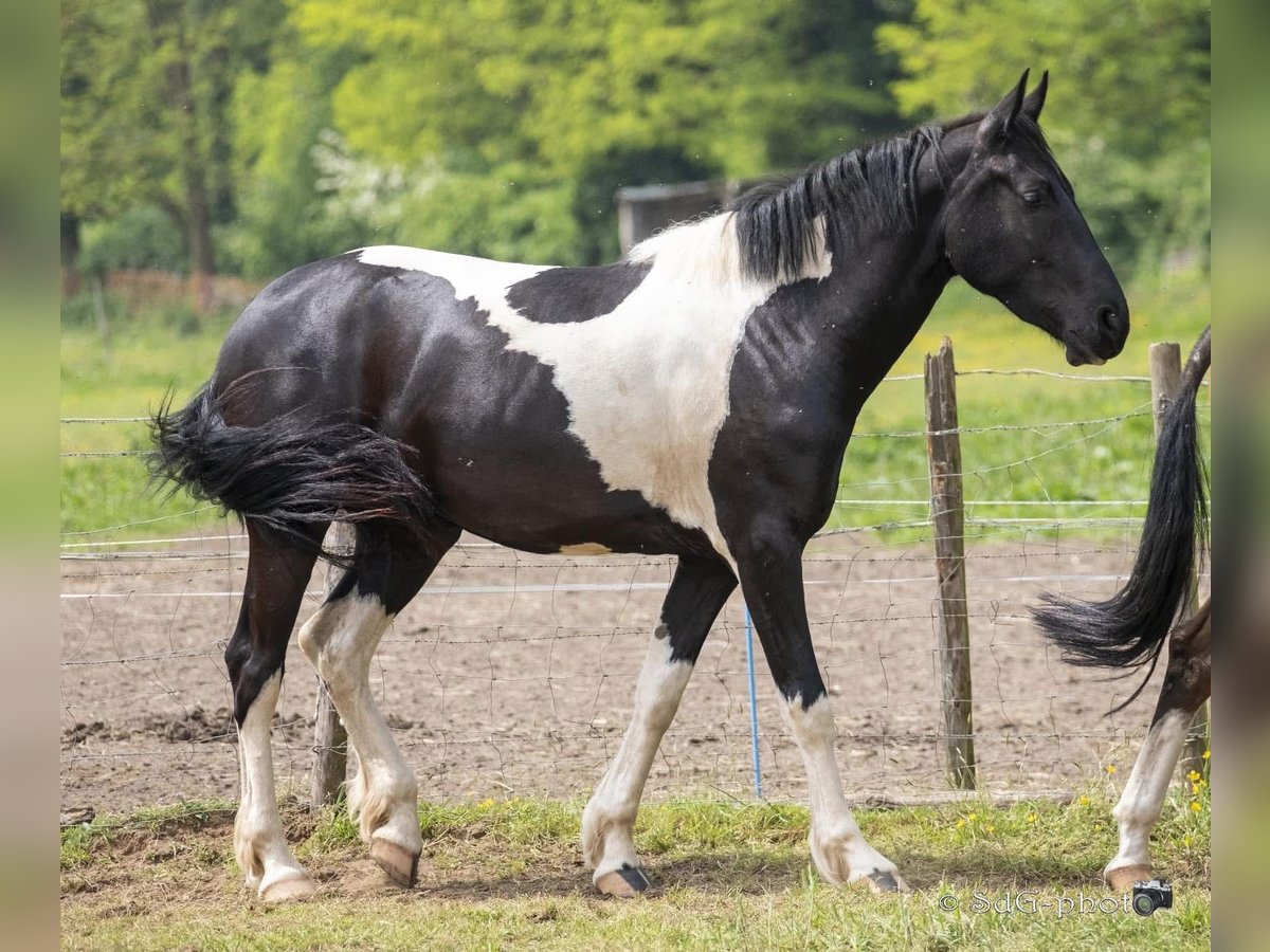 Barocco pinto Giumenta 4 Anni 170 cm in Ghlin