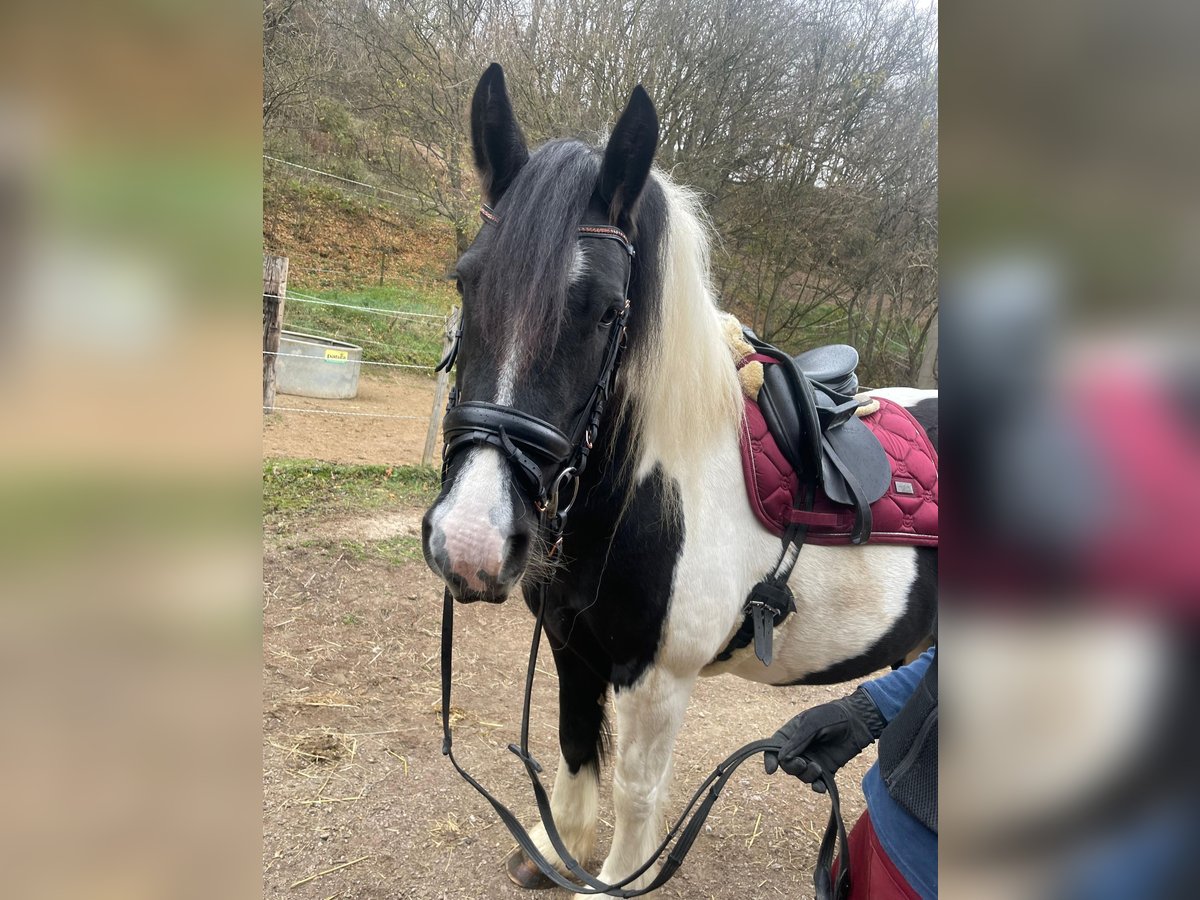 Barocco pinto Giumenta 5 Anni 155 cm Pezzato in Nöstach