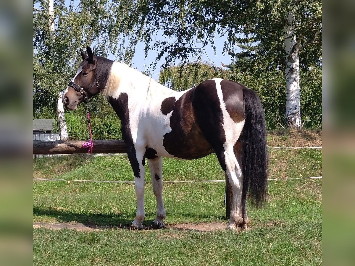 Barocco pinto Giumenta 5 Anni 160 cm Pezzato in Pirna