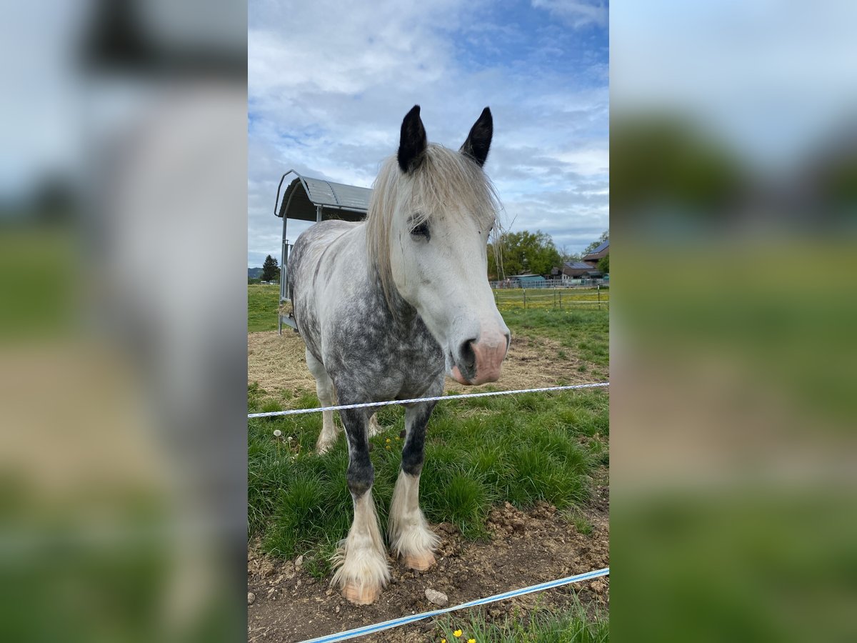 Barocco pinto Giumenta 6 Anni 160 cm Pezzato in SchwangauSchwangau