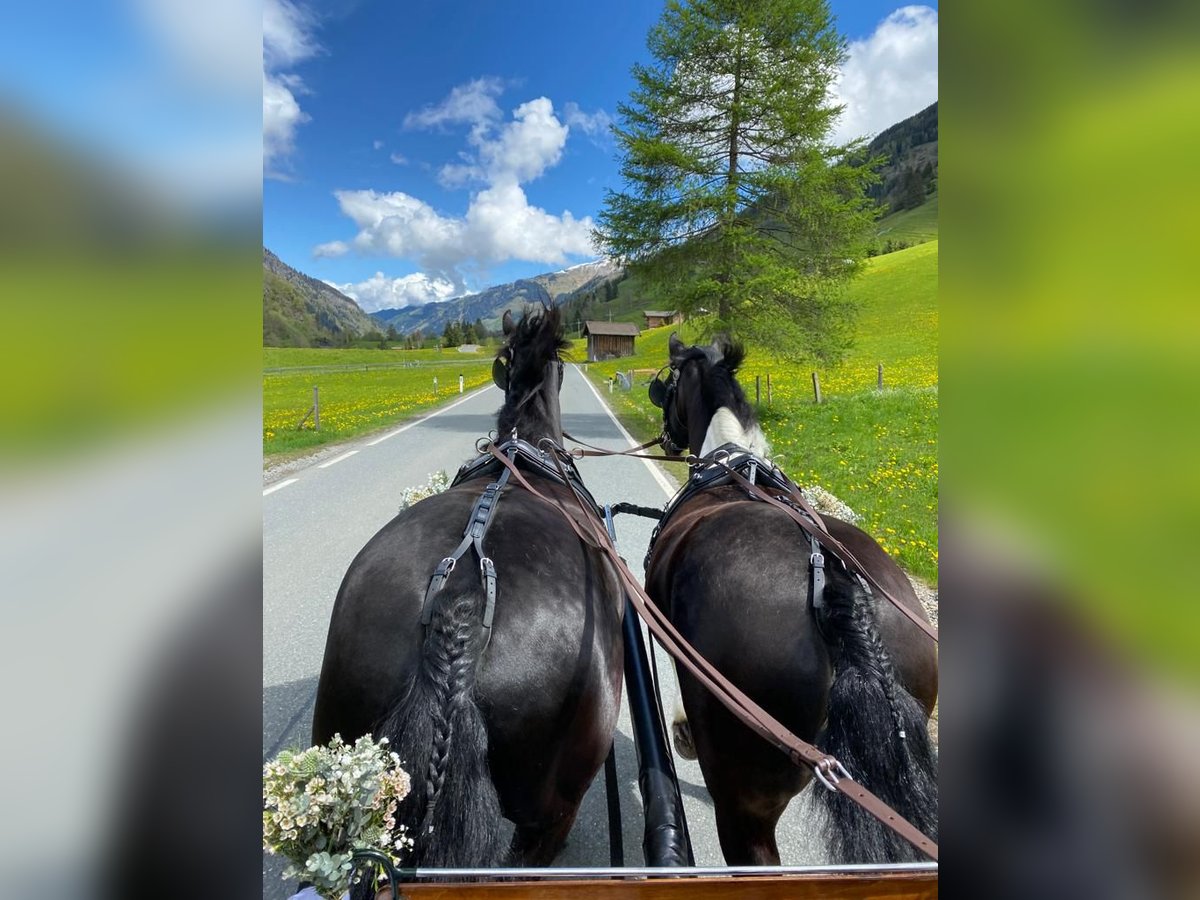 Barocco pinto Giumenta 6 Anni 162 cm Morello in Rauris