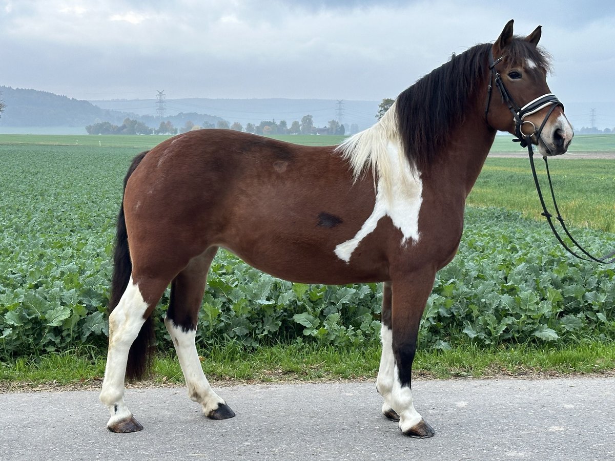 Barocco pinto Giumenta 7 Anni 154 cm Pezzato in Riedlingen