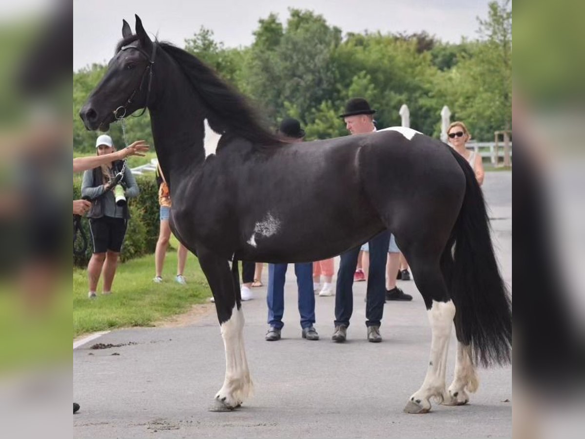 Barocco pinto Giumenta 7 Anni Pezzato in Paide