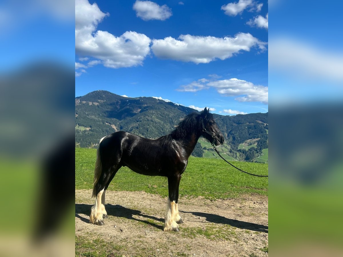 Barocco pinto Mix Stallone 1 Anno in Bischofshofen
