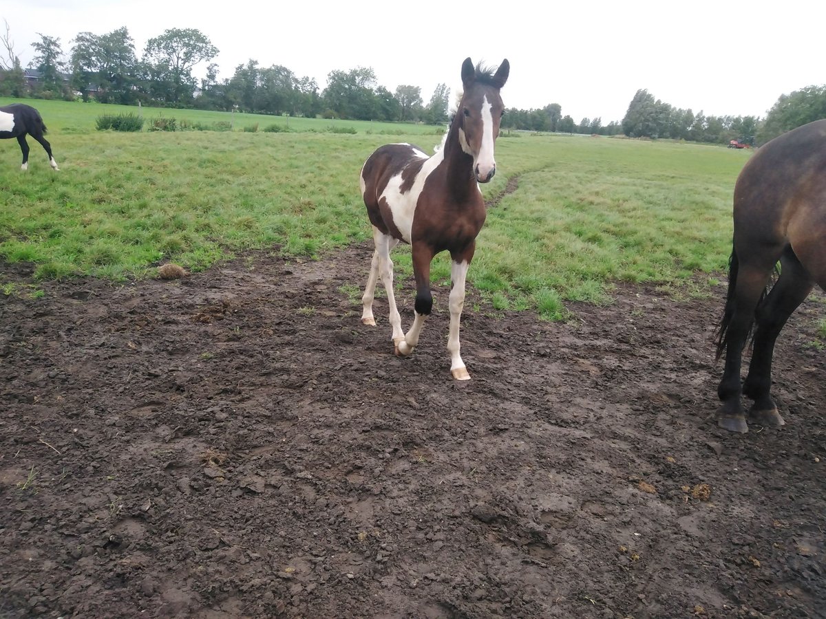 Barocco pinto Stallone 1 Anno Pezzato in Steenwijk