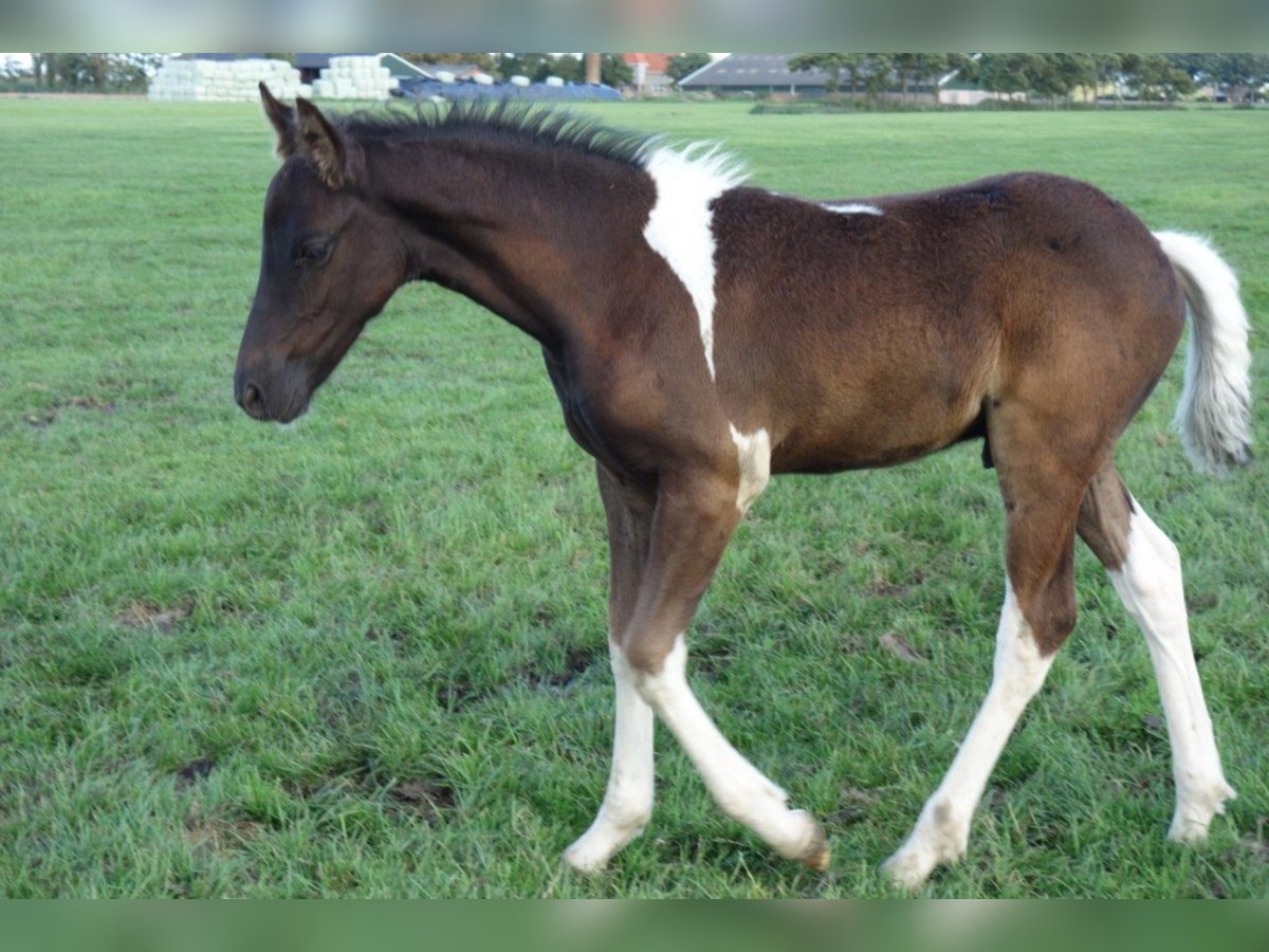 Barocco pinto Stallone 2 Anni in Bunde