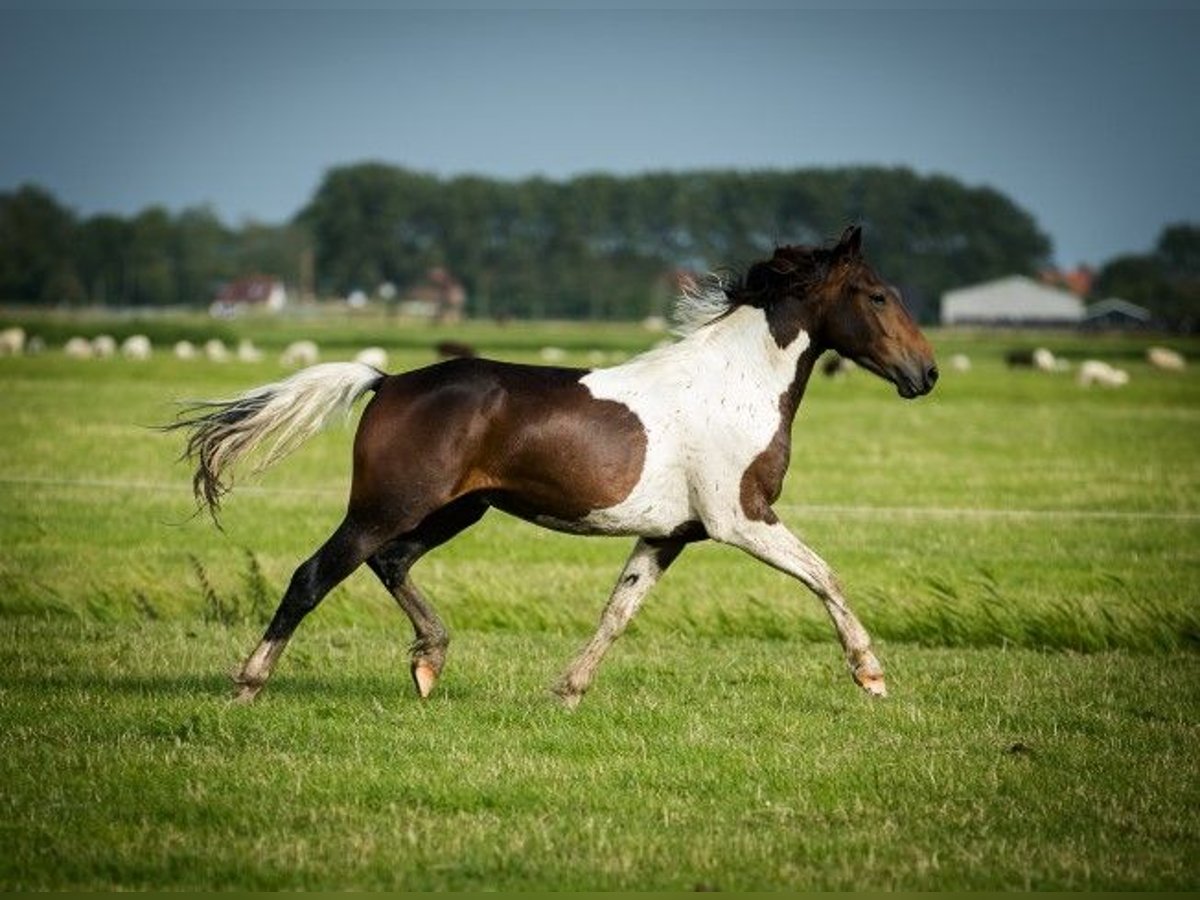 Barocco pinto Stallone 3 Anni 165 cm Pezzato in Tzummarum