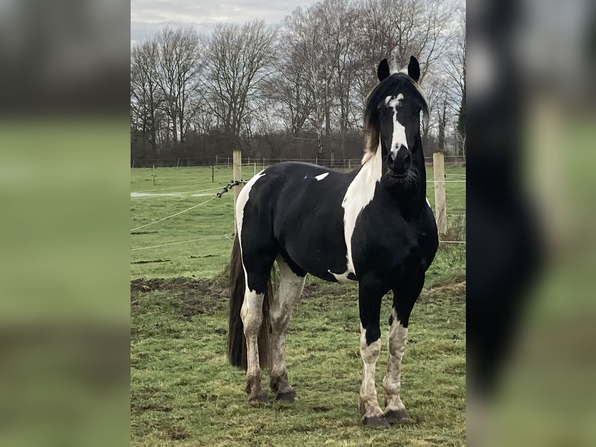 Barocco pinto Stallone 5 Anni 165 cm Tobiano-tutti i colori in Wagenfeld