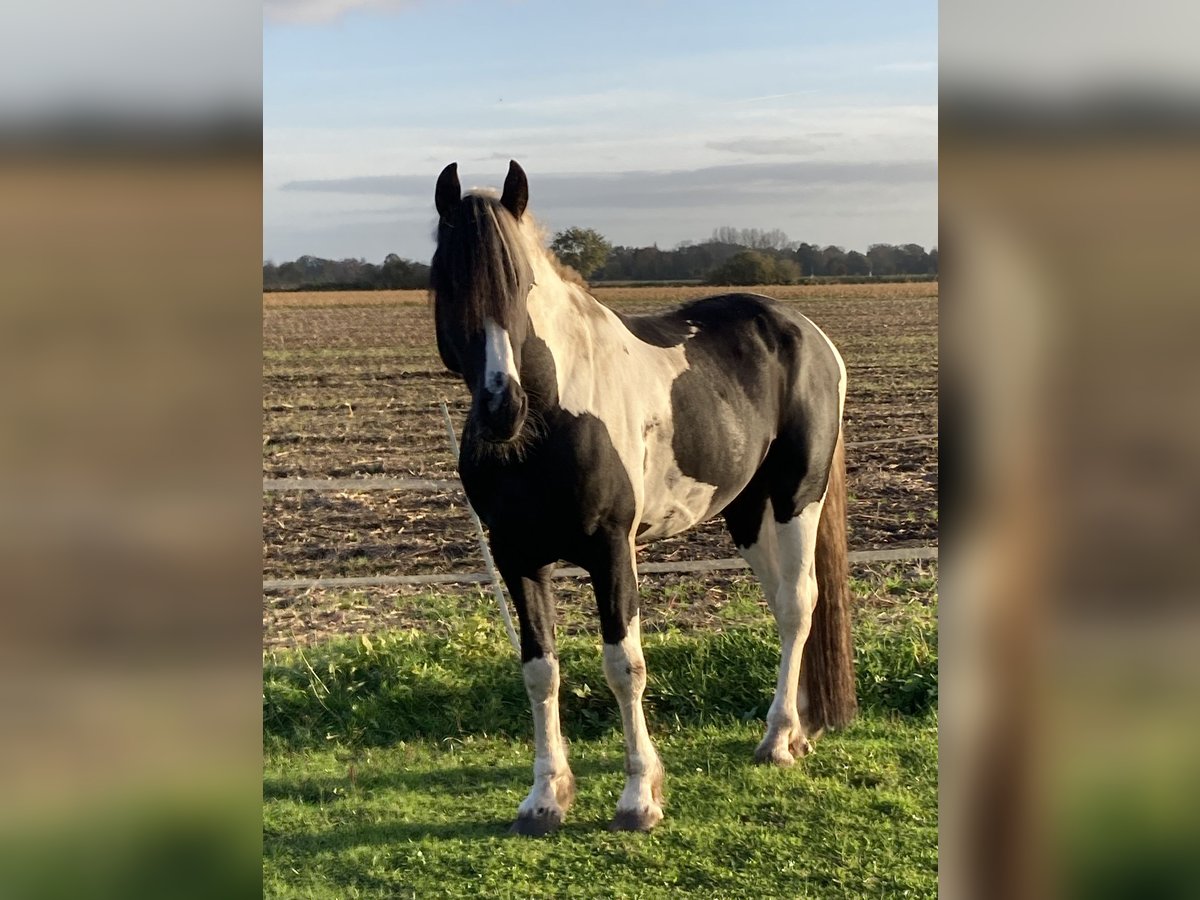 Barocco pinto Stallone 5 Anni 165 cm Tobiano-tutti i colori in Wagenfeld