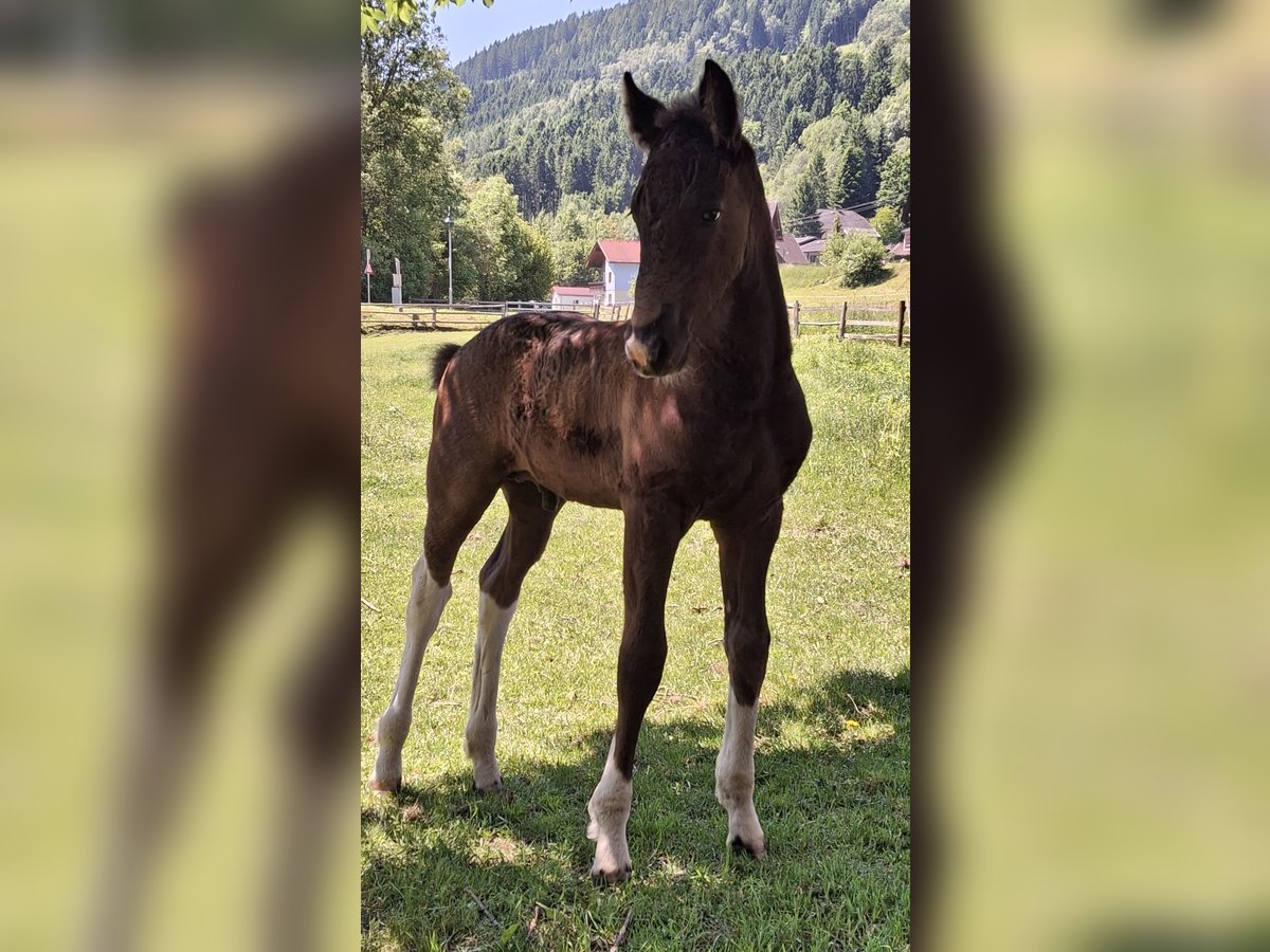 Barocco pinto Stallone  Pezzato in Fischertratten