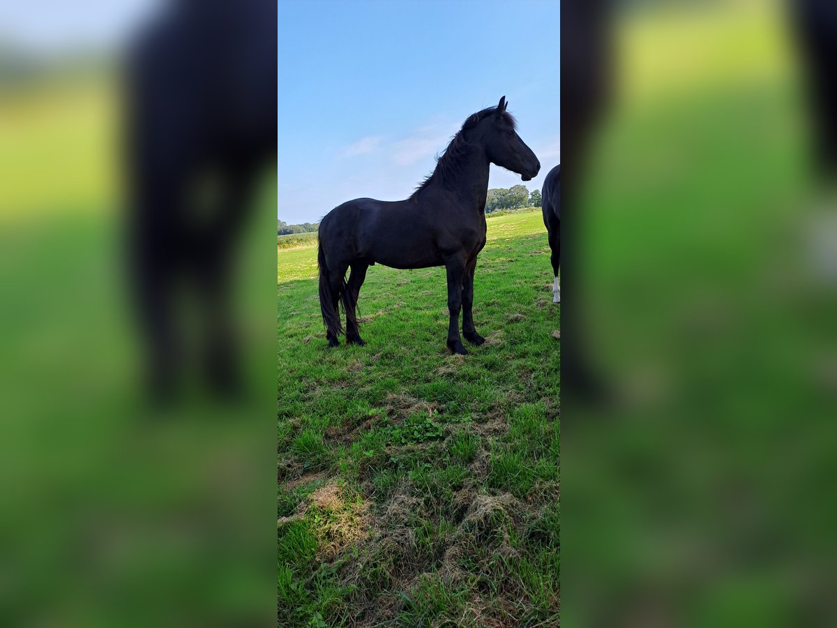 Barock Pinto Étalon 2 Ans Noir in Coevorden