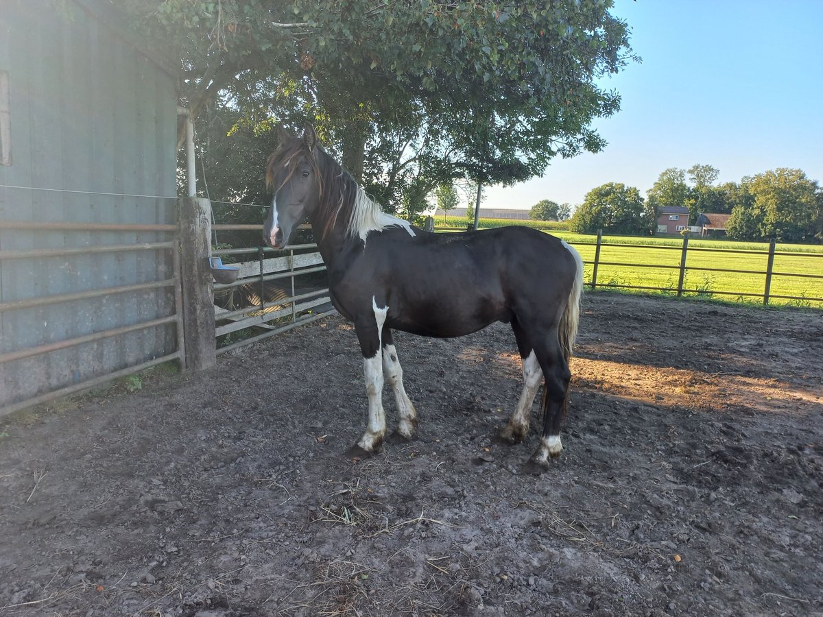 Barock Pinto Étalon 2 Ans Pinto in Steenwijk