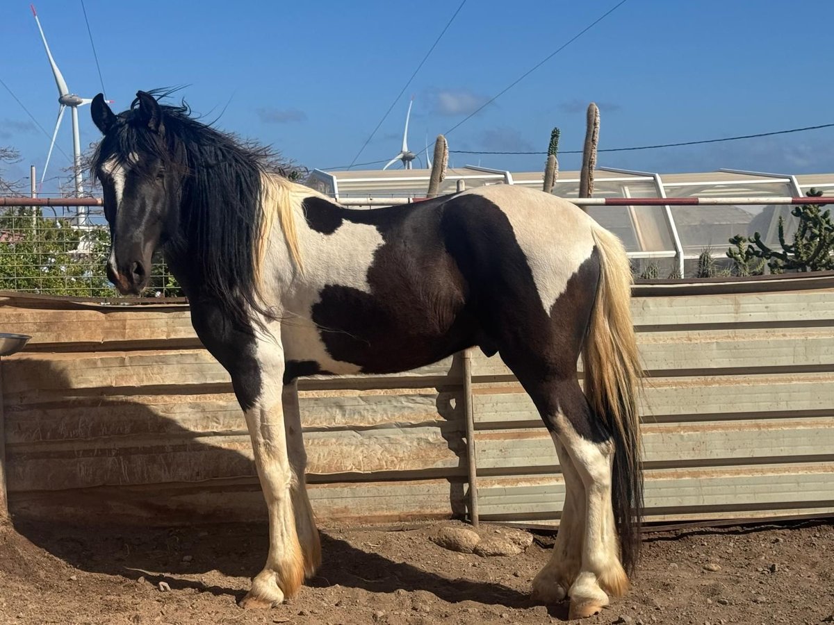 Barock Pinto Étalon 3 Ans 164 cm Pinto in Maspalomas