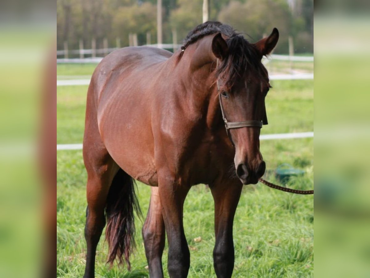 Barock Pinto Étalon 4 Ans Bai in Chiclana de la Frontera