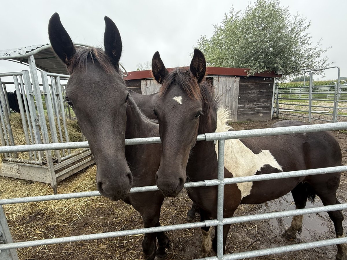 Barock Pinto Étalon Poulain (01/2025) 155 cm Pinto in Osterhofen