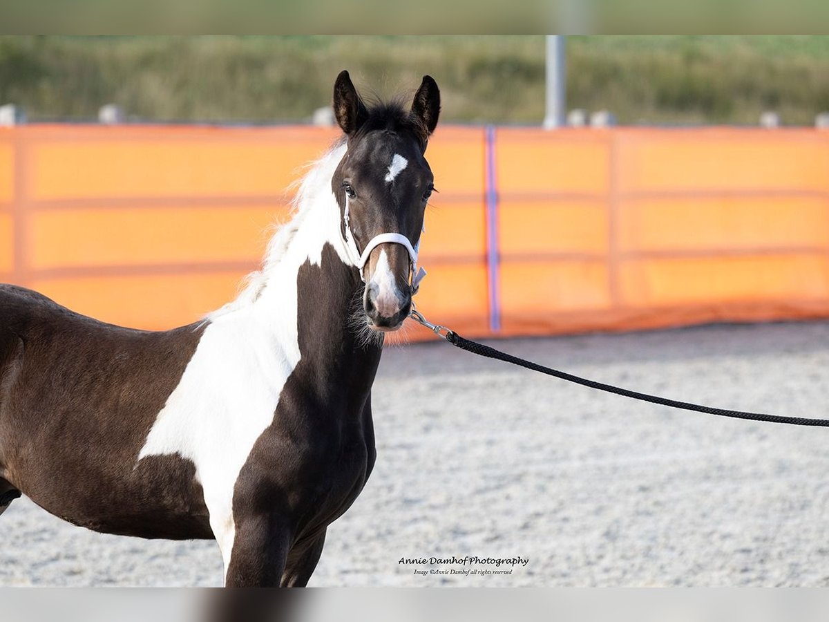 Barock Pinto Étalon Poulain (05/2024) 170 cm Tobiano-toutes couleurs in Hengelo