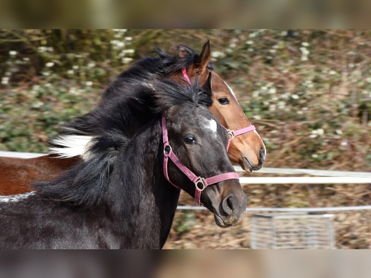 Barock Pinto Mix Hengst 1 Jaar in Solingen