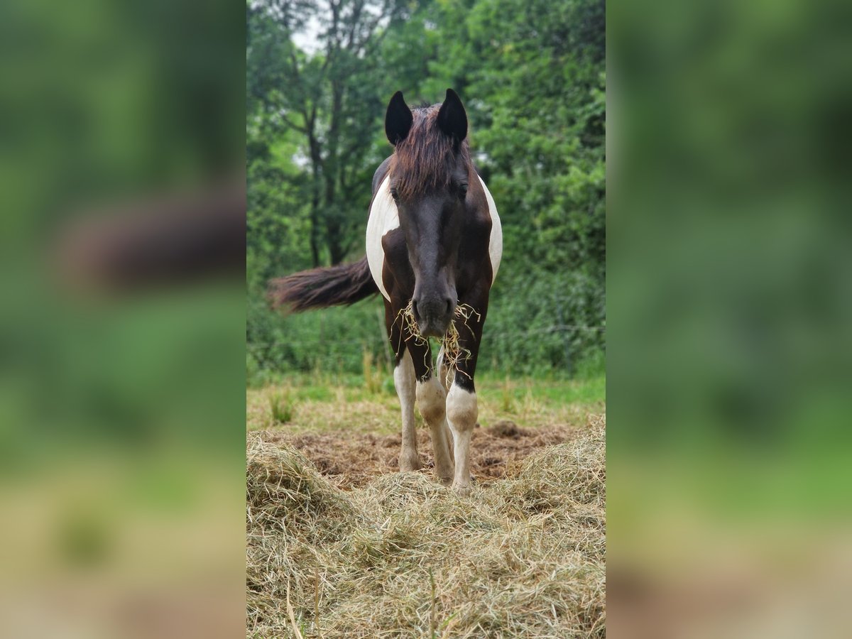 Barock Pinto Hengst 1 Jaar Gevlekt-paard in Düsseldorf