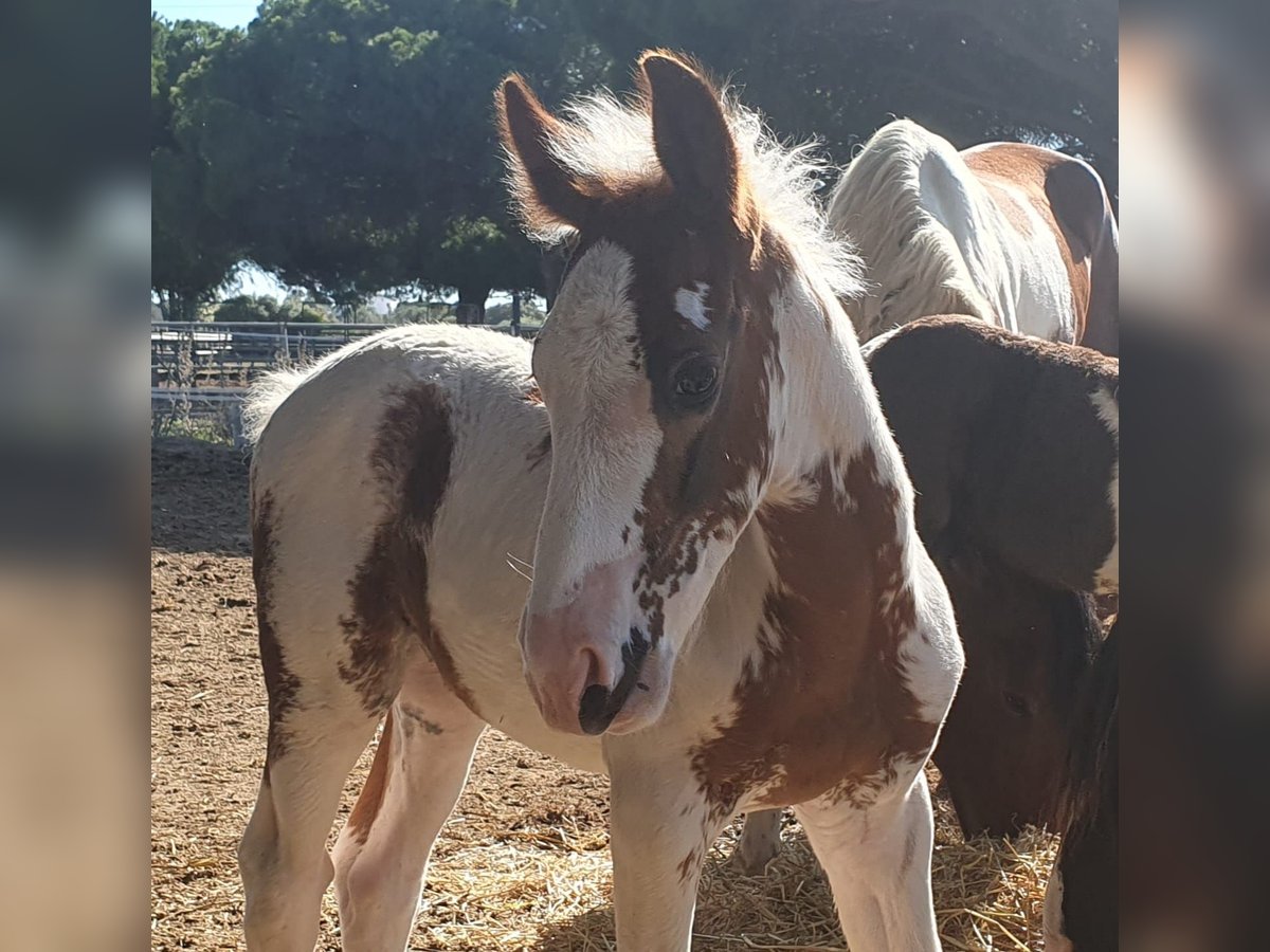 Barock Pinto Hengst 1 Jaar in Chiclana de la Frontera