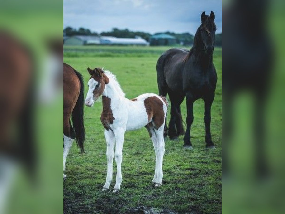 Barock Pinto Hengst 1 Jaar Tobiano-alle-kleuren in Tzummarum