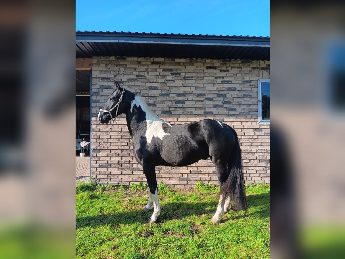 Barock Pinto Hengst 2 Jaar 157 cm Gevlekt-paard in Stemwede