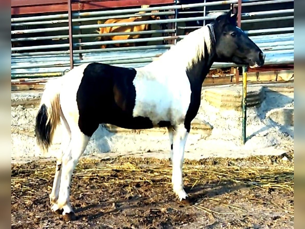 Barock Pinto Hengst 2 Jaar in Chiclana de la Frontera