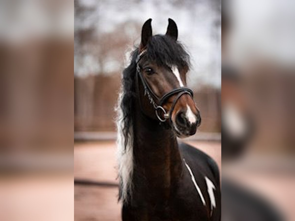 Barock Pinto Mix Hengst 5 Jaar 150 cm Gevlekt-paard in heeg