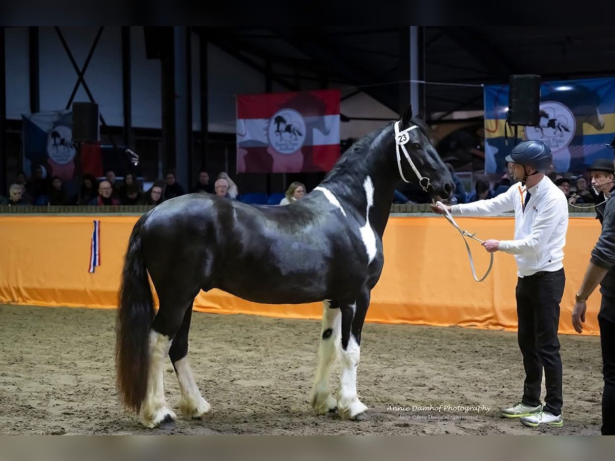 Barock Pinto Hengst Gevlekt-paard in Ossenzijl