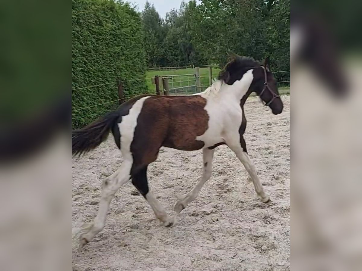 Barock Pinto Hengst veulen (03/2024) 170 cm Gevlekt-paard in Zandhuizen