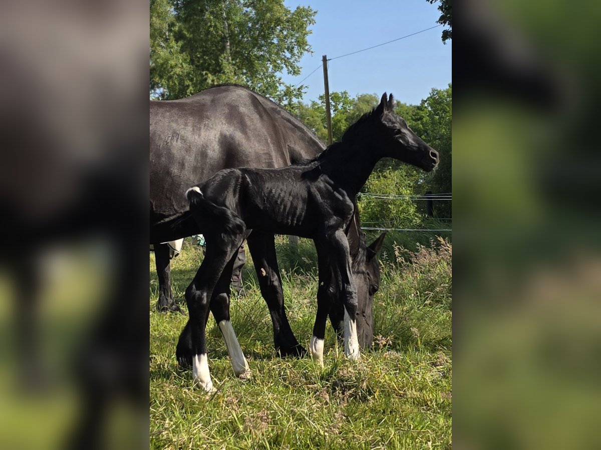 Barock Pinto Hengst  Gevlekt-paard in Jade