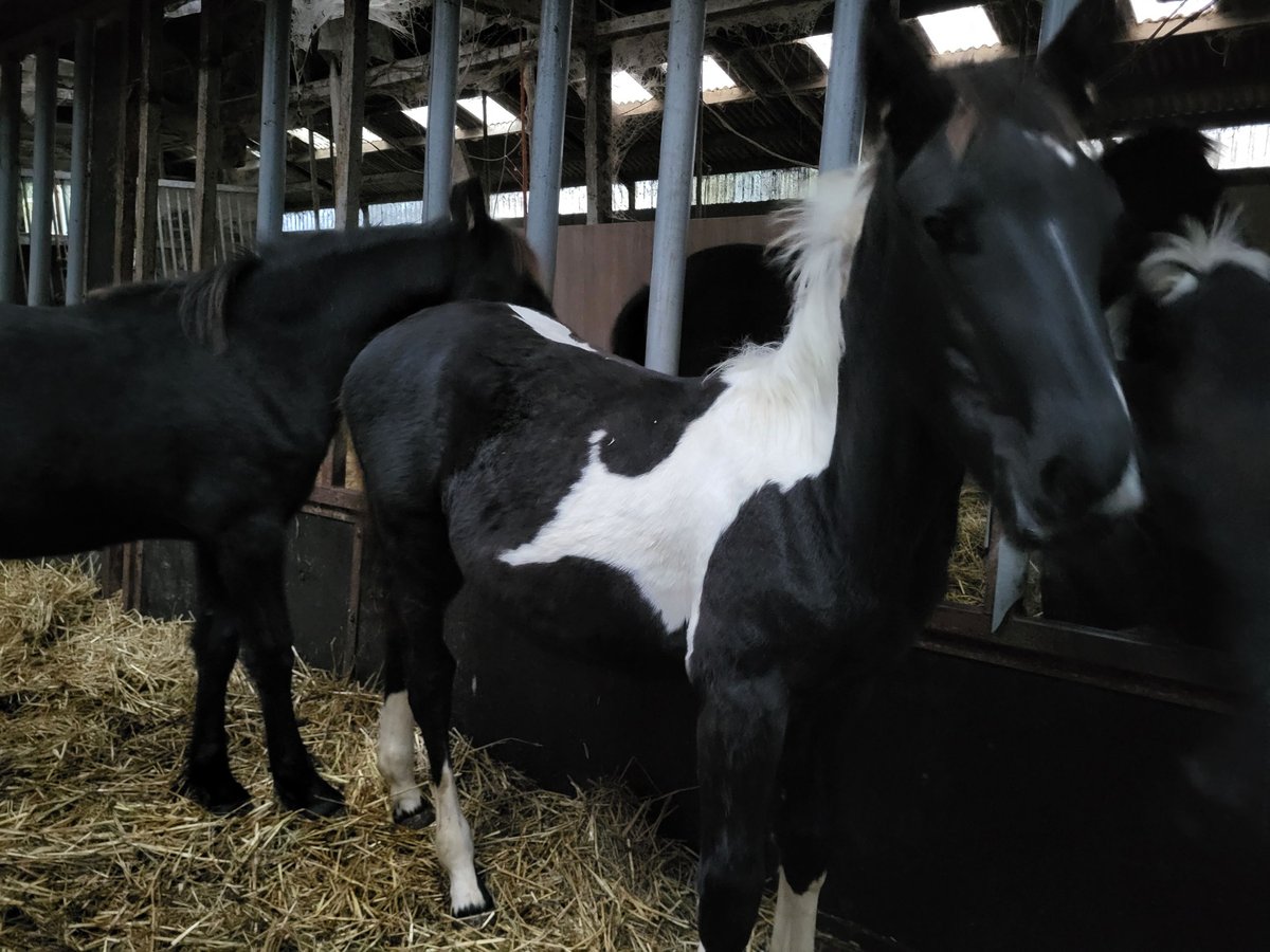 Barock Pinto Hengst veulen (05/2024) Gevlekt-paard in Oldeholtpade