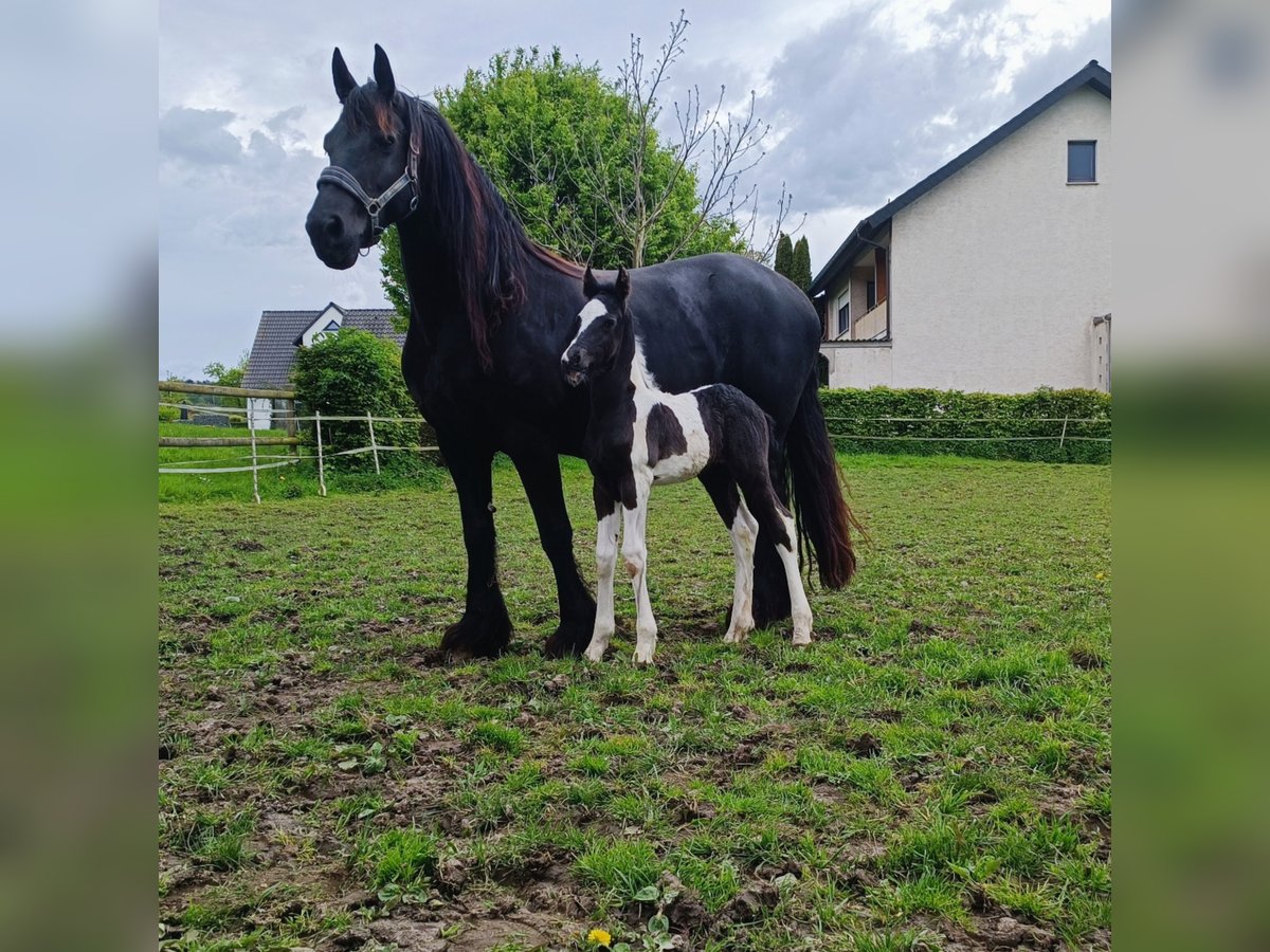 Barock Pinto Hengst veulen (04/2024) Gevlekt-paard in Steinheim