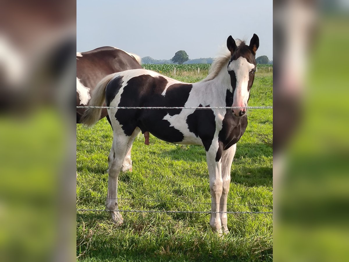 Barock Pinto Hengst veulen (04/2024) Gevlekt-paard in Emlichheim