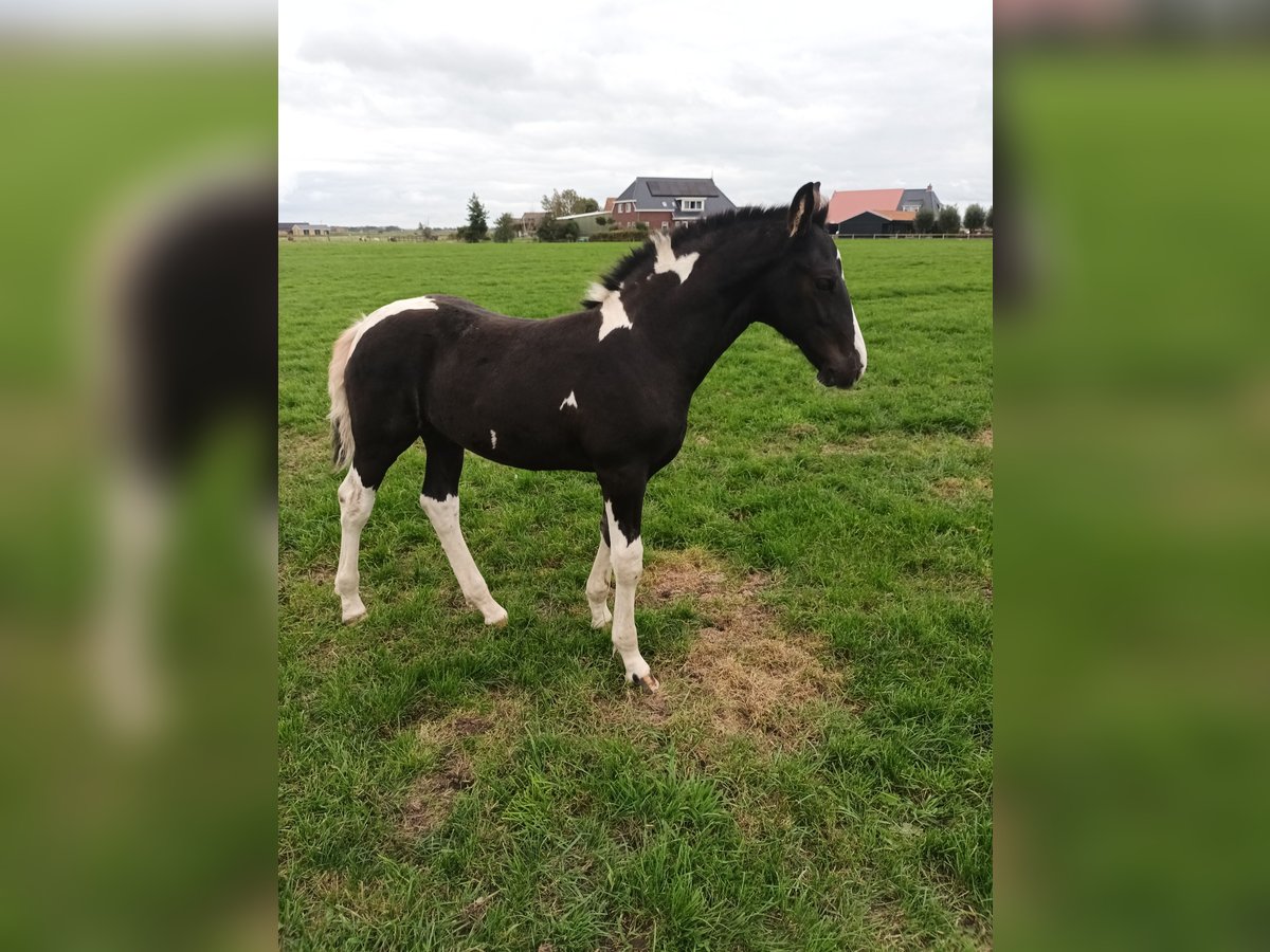 Barock Pinto Hengst veulen (07/2024) Tobiano-alle-kleuren in Blije