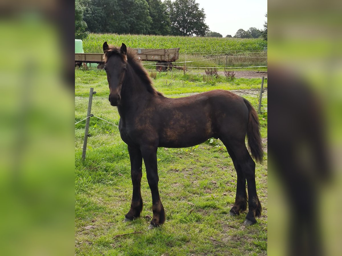 Barock Pinto Hengst veulen (04/2024) Zwart in Emlichheim