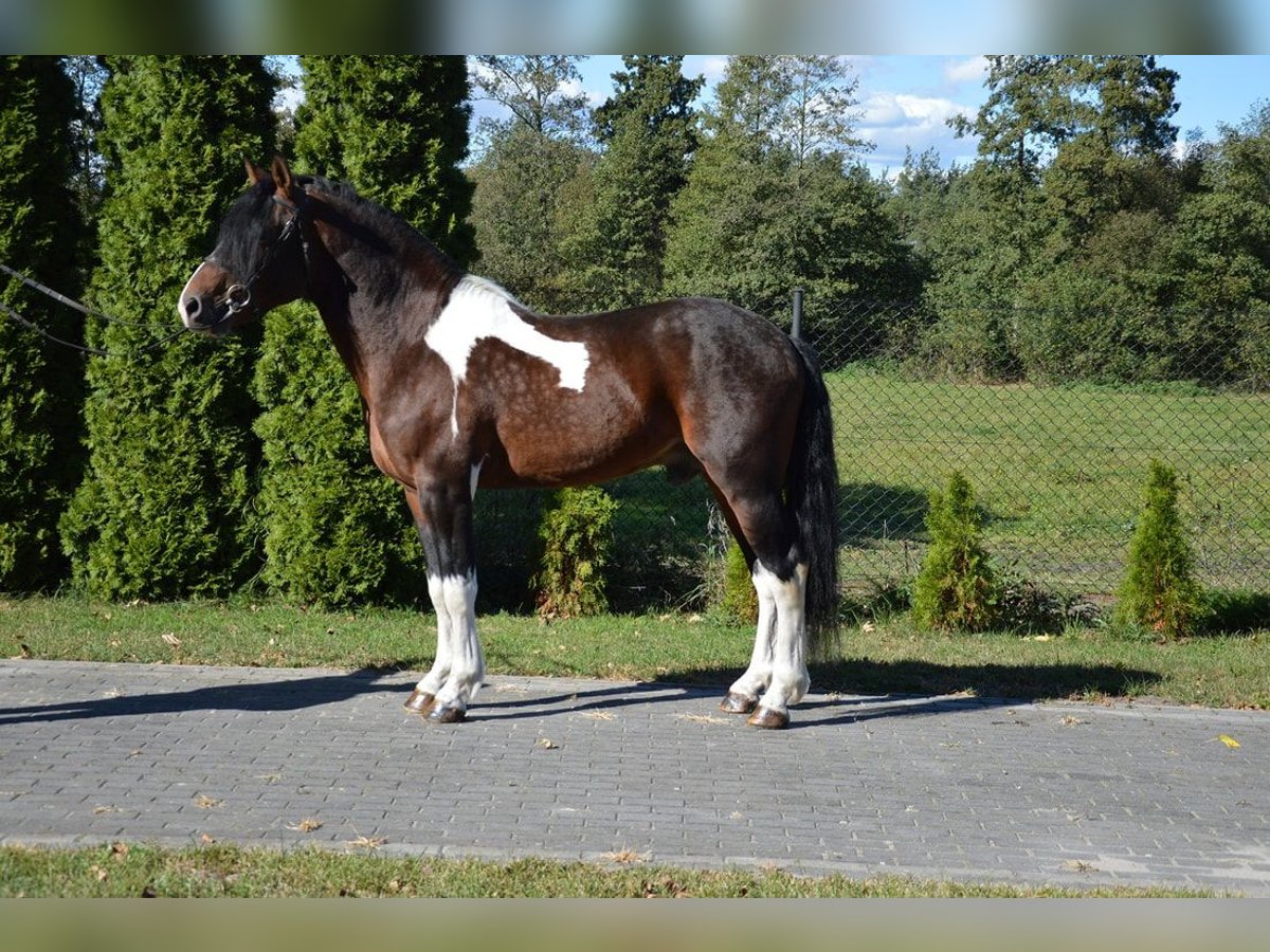 Barock Pinto Hongre 11 Ans 160 cm Pinto in Hohenau