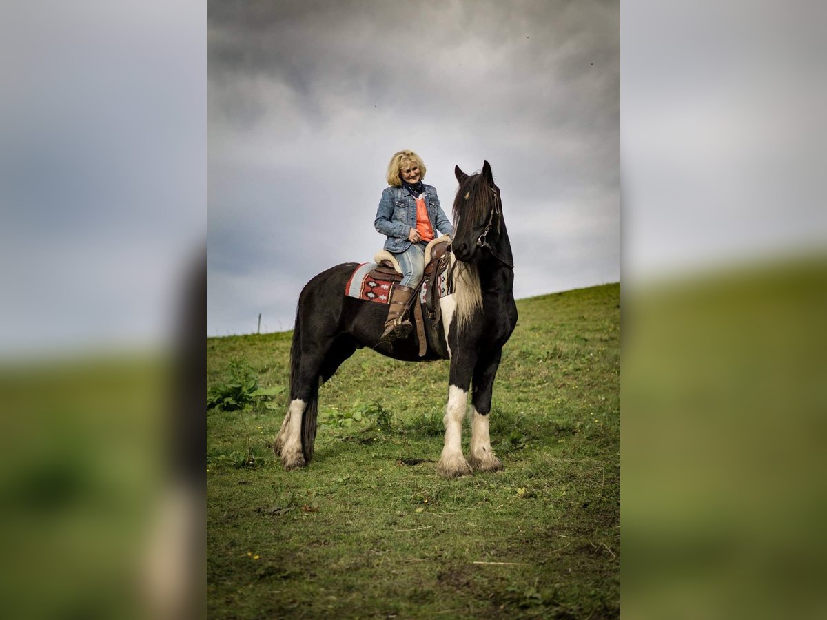 Barock Pinto Hongre 13 Ans 165 cm Pinto in Mieders