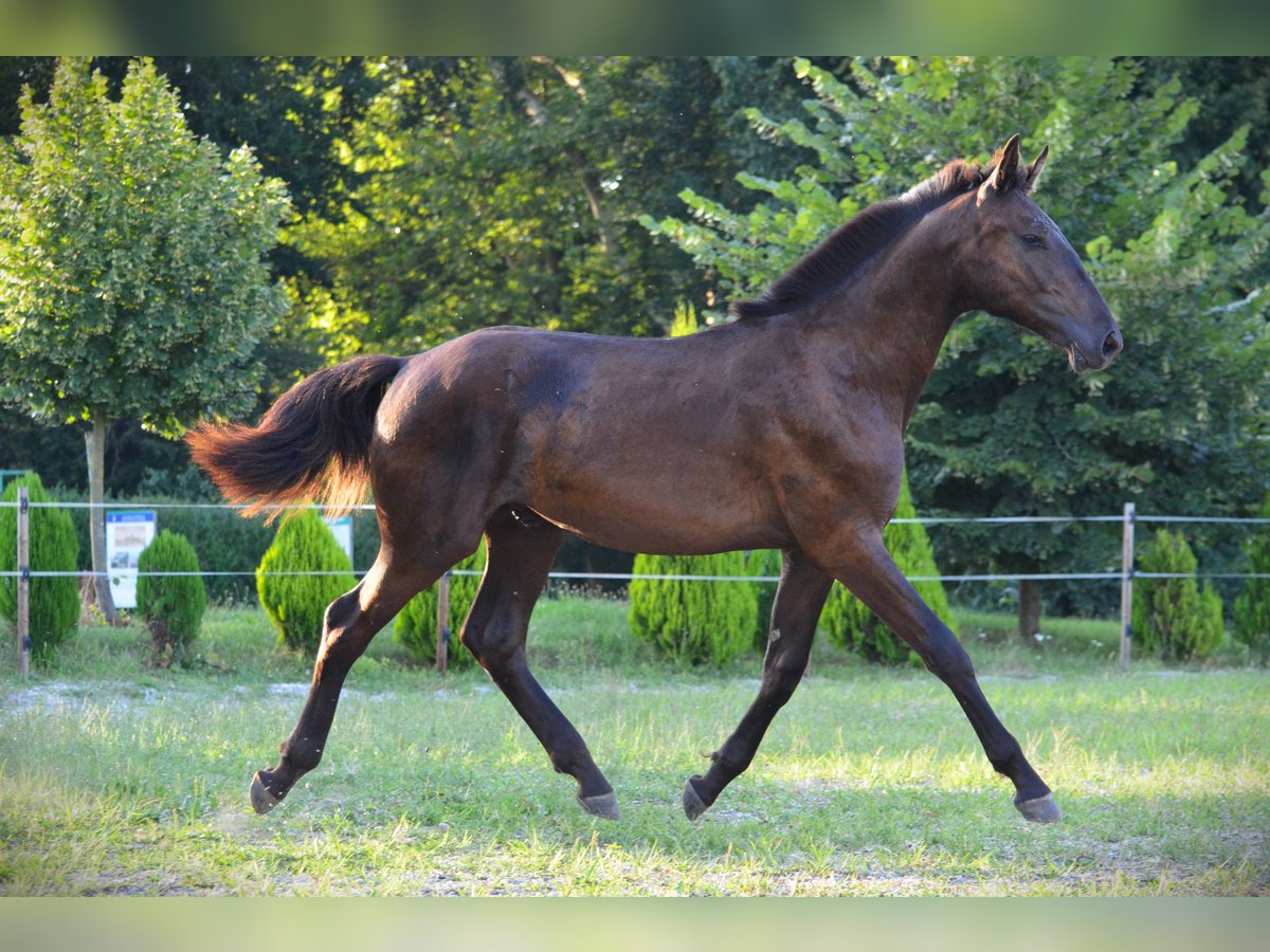 Barock Pinto Hongre 1 Année 170 cm Noir in Ptuj