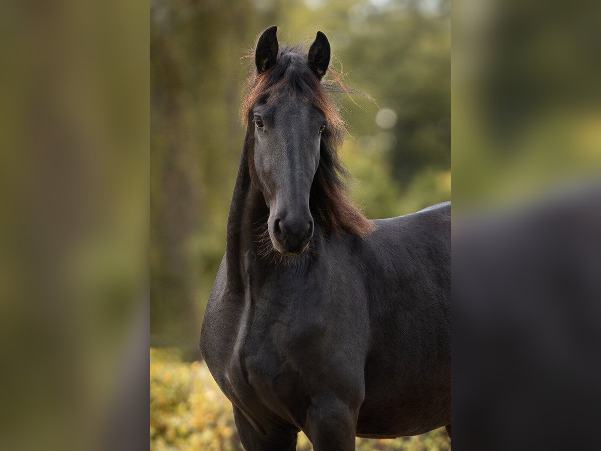 Barock Pinto Hongre 3 Ans 165 cm Noir in Waldbröl