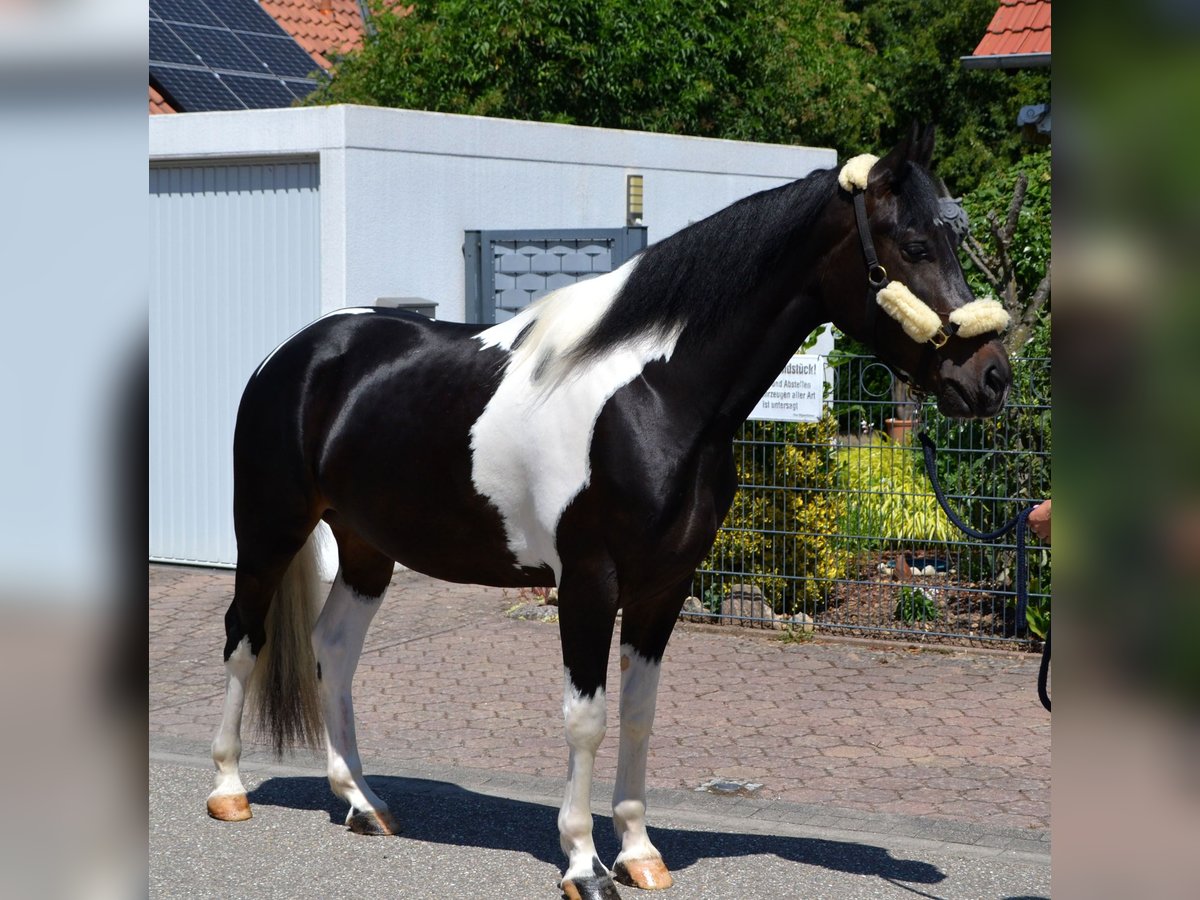 Barock Pinto Croisé Hongre 4 Ans 163 cm Pinto in Bretten