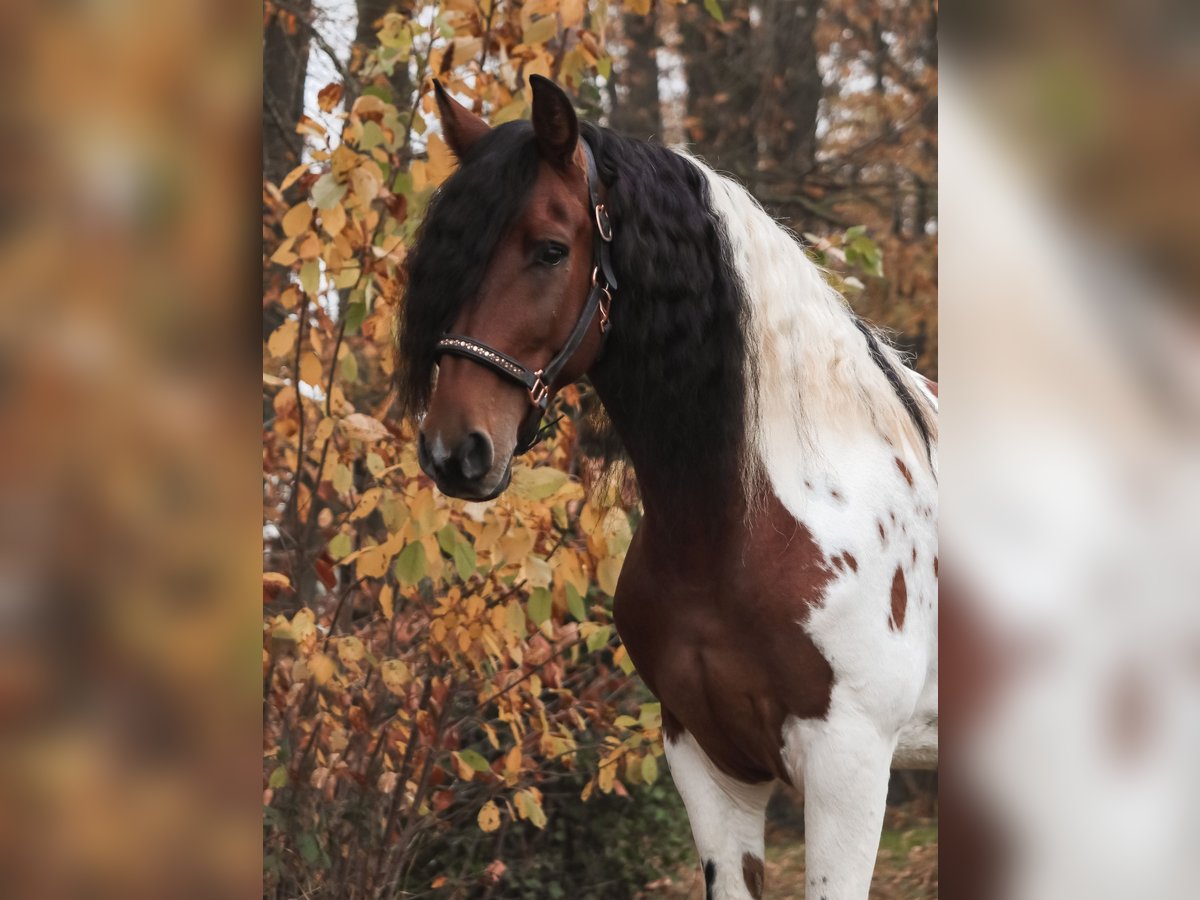 Barock Pinto Hongre 6 Ans 162 cm Pinto in Saarlouis