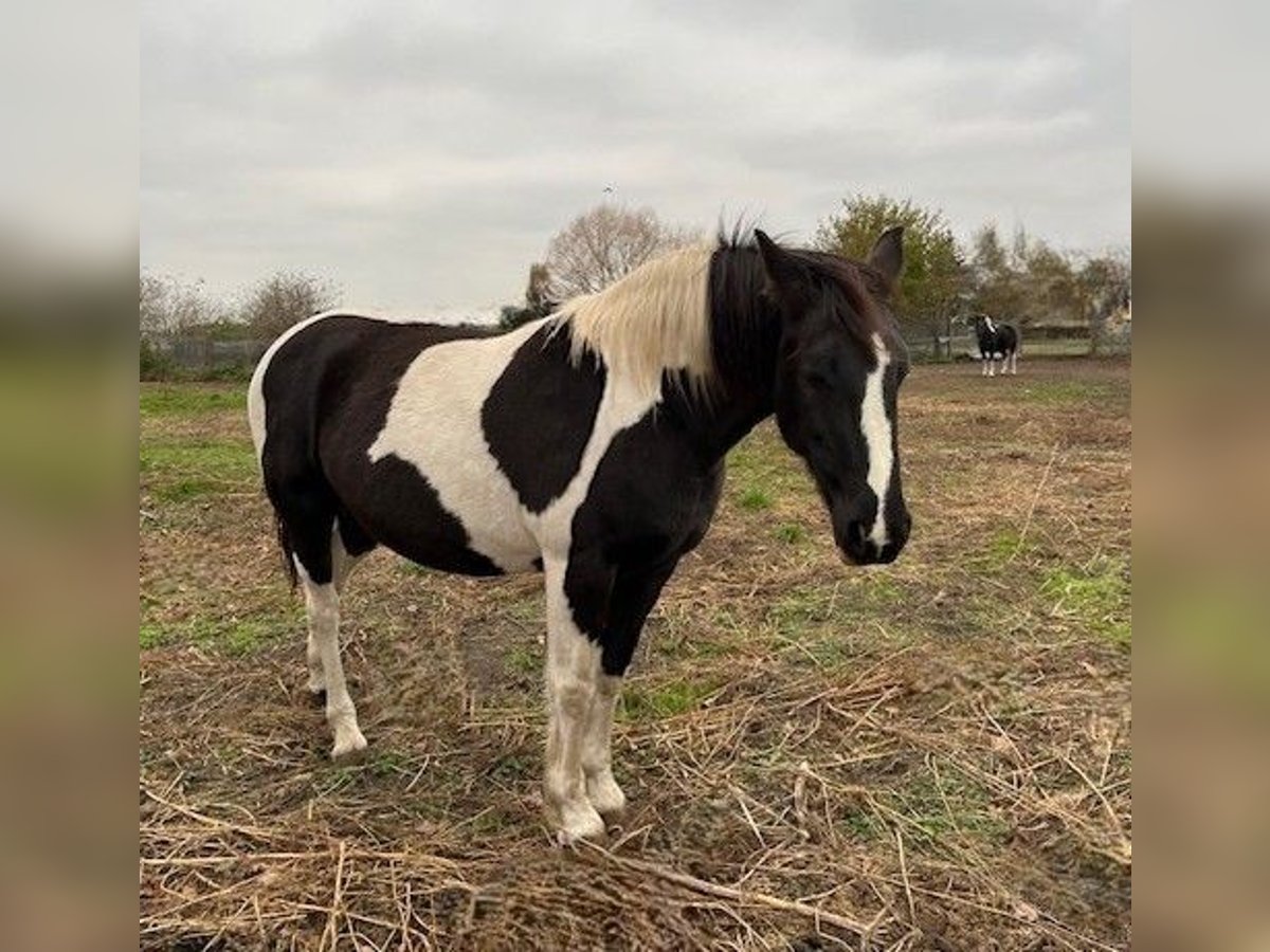 Barock Pinto Jument 14 Ans 160 cm Pinto in Falkensee