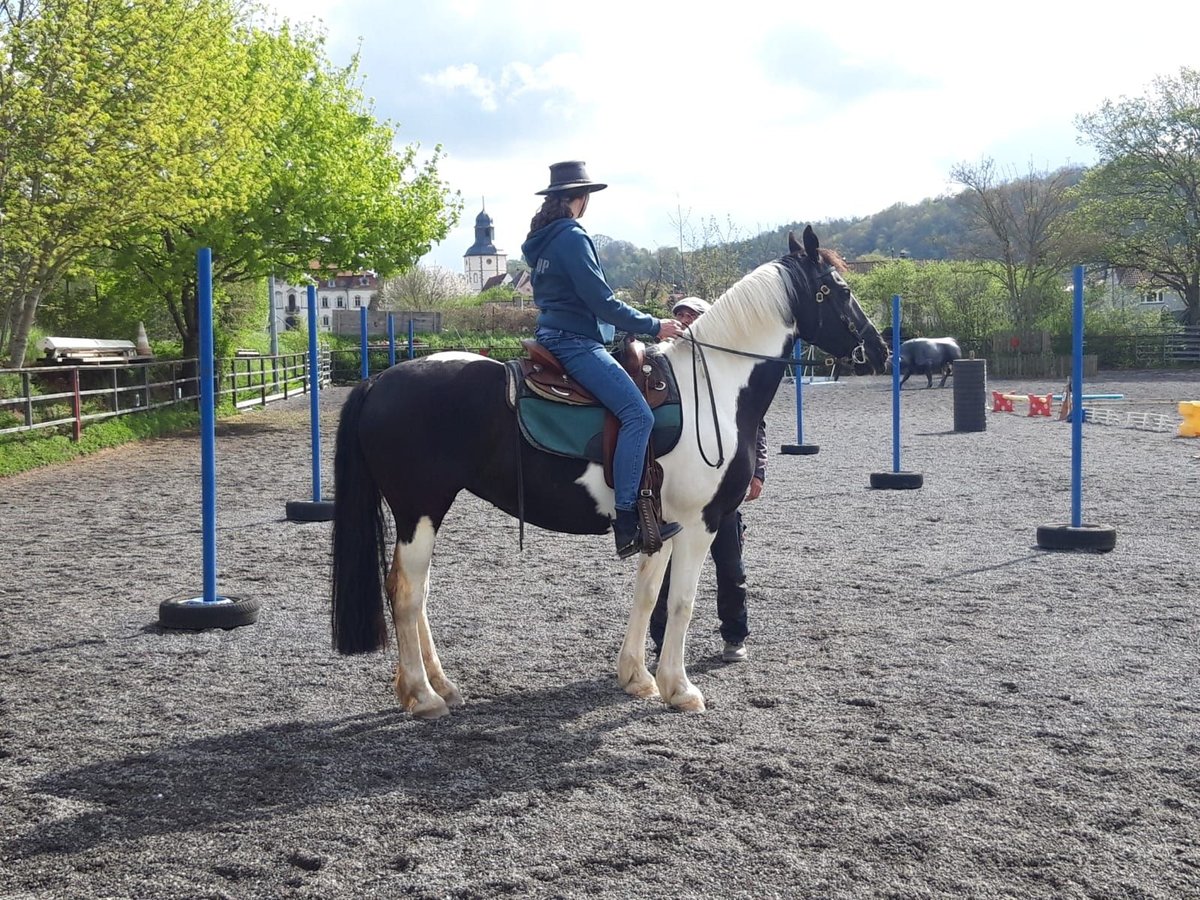 Barock Pinto Jument 15 Ans 158 cm in Lonsee