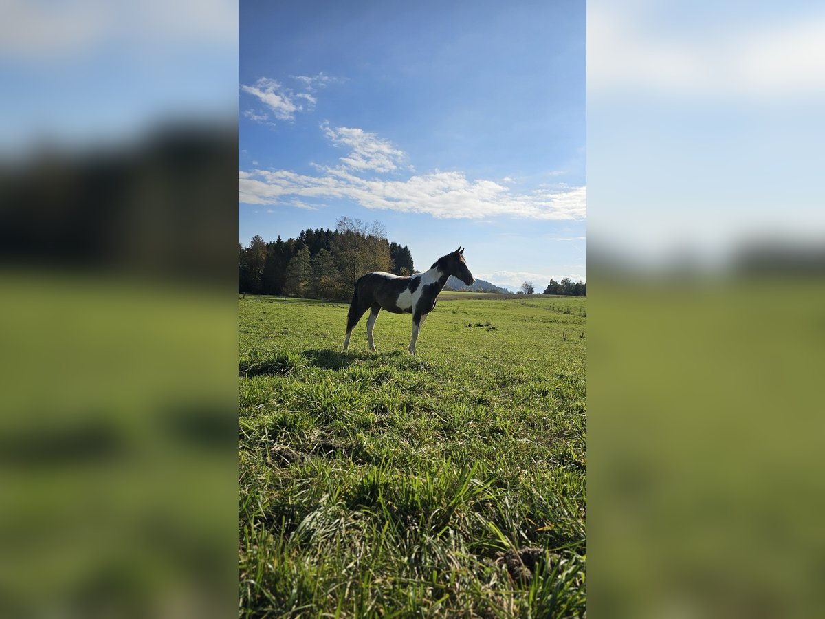 Barock Pinto Croisé Jument 1 Année 150 cm Pinto in Knasweg 39