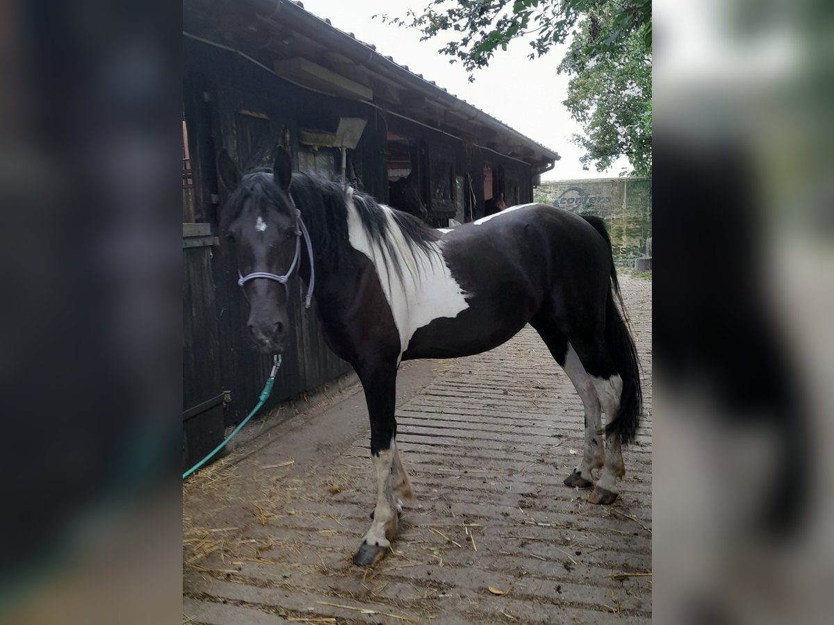 Barock Pinto Jument 2 Ans 165 cm in Bedburg-Hau